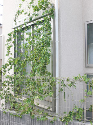 小さい庭のスペースも有効に活用されている。今年はゴーヤを育てたとのこと