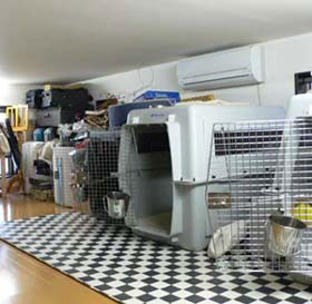 天井高140cmの犬たちの部屋。ケージや荷物を置いても、3匹が過ごすのに十分な広さがある