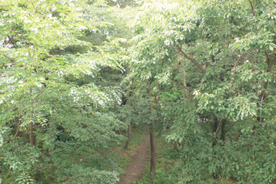 バルコニーからの眺めはまるで森の中にいるよう