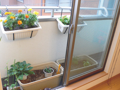 奥さまが庭代わりとおっしゃるリビングのバルコニーには、花などがきれいに飾られている