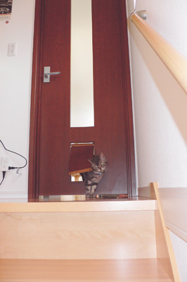 ２匹の猫が扉を開けずに出入りできる猫ドアは、お引っ越し後に設置したもの
