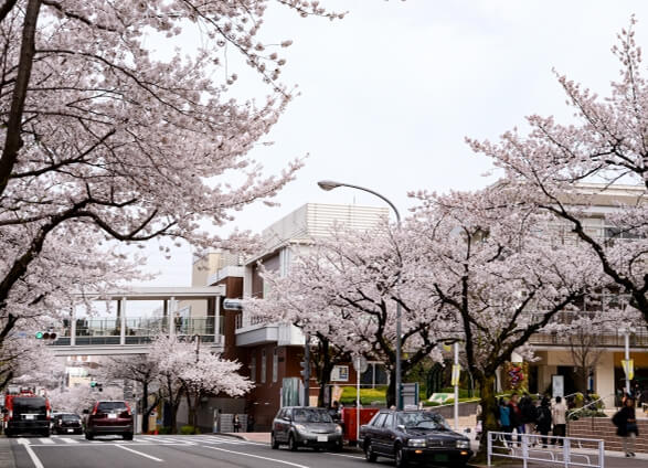 春のたまプラーザ駅周辺